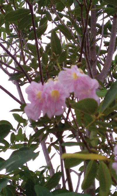 pink tabebuia