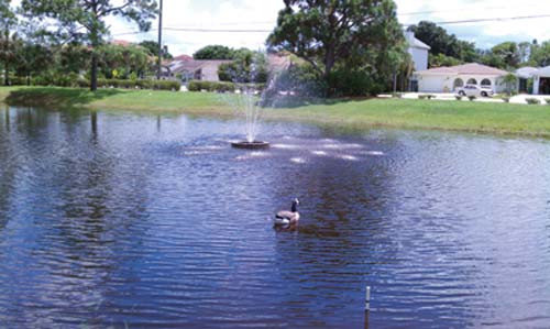 goose on lake