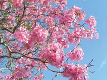 flowering-tree